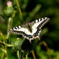 papillon - Vercorin 2012
