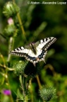 papillon - Vercorin 2012